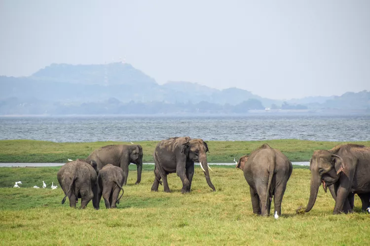Wildlife & Adventure Safaris