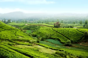 Hill Country & Tea Plantations